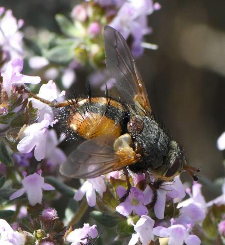 Réf. 278 989 : Tachina fera